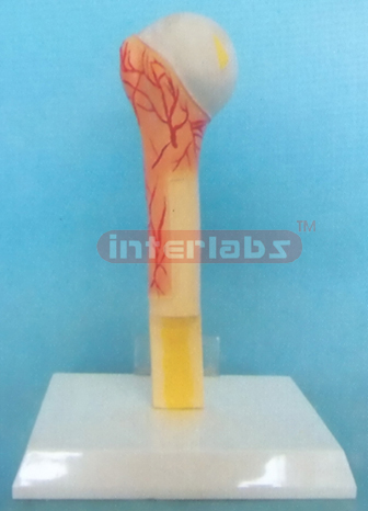 DESK-TYPE HUMAN FEMUR STRUCTURE MODEL WITH DESCRIPTION PLATE